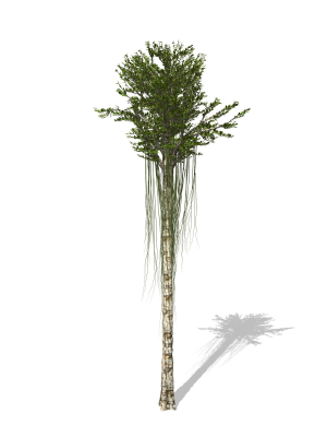 Aquilaria Agarwood tree