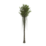 Aquilaria Agarwood tree
