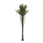 Aquilaria Agarwood tree