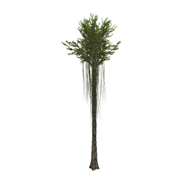 Aquilaria Agarwood tree
