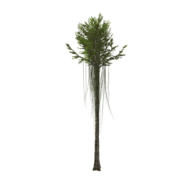 Aquilaria Agarwood tree