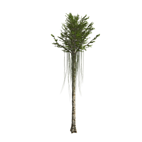 Aquilaria Agarwood tree