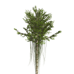 Aquilaria Agarwood tree