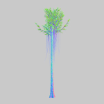 Aquilaria Agarwood tree