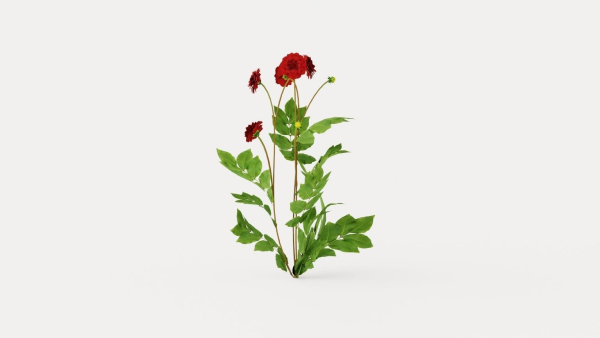 Arabian Night