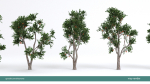 Arbutus tree LOW POLY very detailed texture