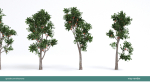 Arbutus tree LOW POLY very detailed texture