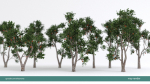 Arbutus tree LOW POLY very detailed texture