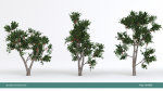 Arbutus tree LOW POLY very detailed texture