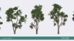 Arbutus tree LOW POLY very detailed texture