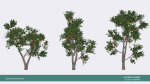 Arbutus tree LOW POLY very detailed texture