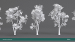 Arbutus tree LOW POLY very detailed texture