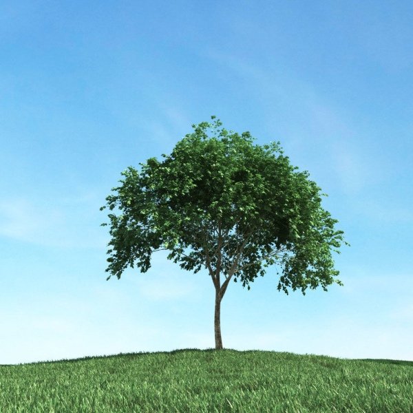 Archmodels vol 106 - Realistic Tress Collection