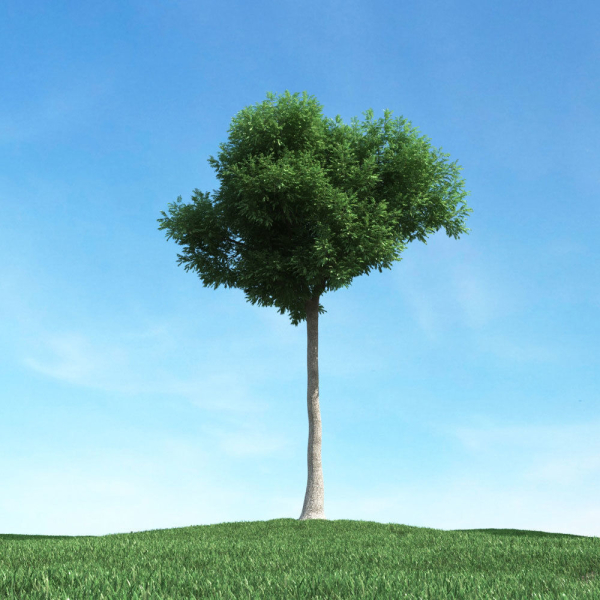 Archmodels vol 106 - Realistic Tress Collection