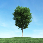 Archmodels vol 106 - Realistic Tress Collection