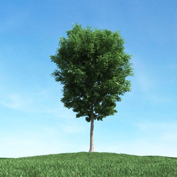Archmodels vol 106 - Realistic Tress Collection