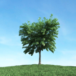 Archmodels vol 106 - Realistic Tress Collection