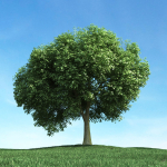 Archmodels vol 106 - Realistic Tress Collection