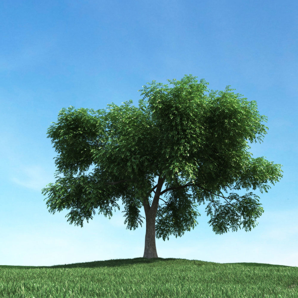 Archmodels vol 106 - Realistic Tress Collection