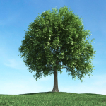 Archmodels vol 106 - Realistic Tress Collection