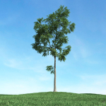 Archmodels vol 106 - Realistic Tress Collection