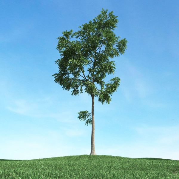 Archmodels vol 106 - Realistic Tress Collection