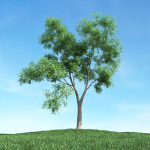 Archmodels vol 106 - Realistic Tress Collection