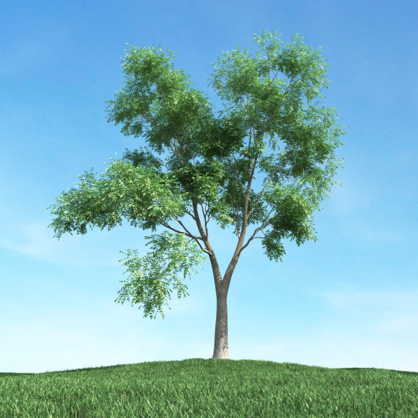 Archmodels vol 106 - Realistic Tress Collection
