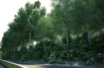 Archmodels vol 106 - Realistic Tress Collection