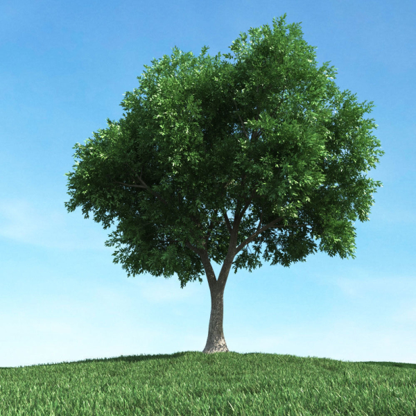 Archmodels vol 106 - Realistic Tress Collection