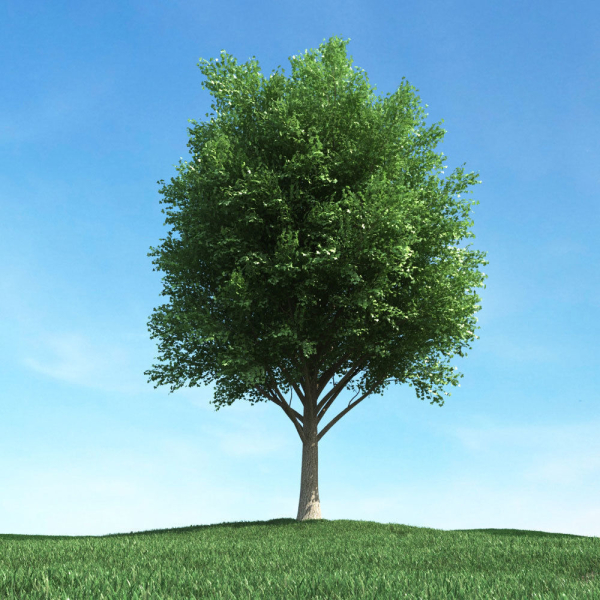 Archmodels vol 106 - Realistic Tress Collection