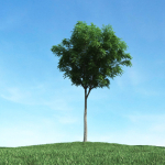 Archmodels vol 106 - Realistic Tress Collection