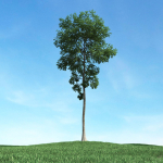 Archmodels vol 106 - Realistic Tress Collection