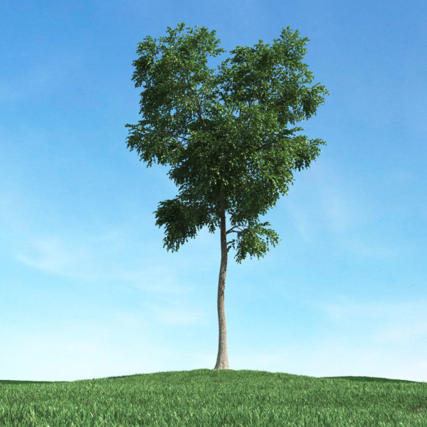 Archmodels vol 106 - Realistic Tress Collection