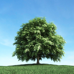 Archmodels vol 106 - Realistic Tress Collection