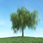 Archmodels vol 106 - Realistic Tress Collection