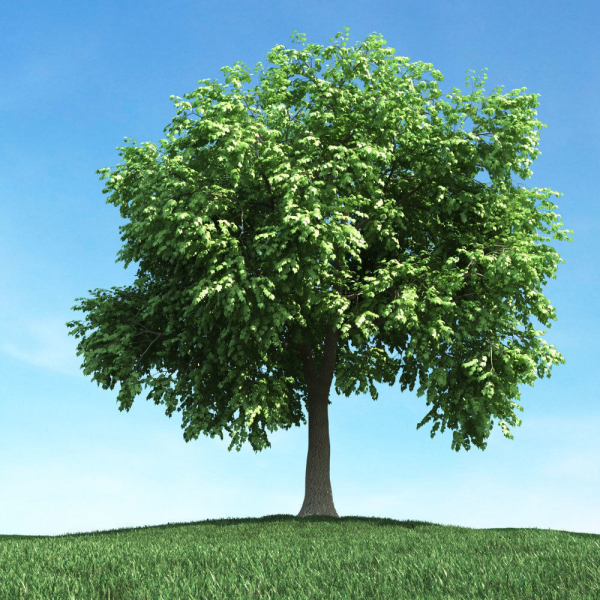 Archmodels vol 106 - Realistic Tress Collection