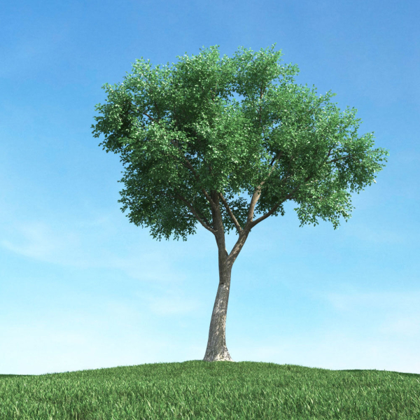 Archmodels vol 106 - Realistic Tress Collection