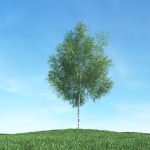 Archmodels vol 106 - Realistic Tress Collection