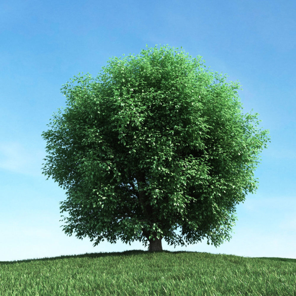 Archmodels vol 106 - Realistic Tress Collection