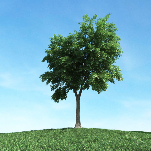 Archmodels vol 106 - Realistic Tress Collection