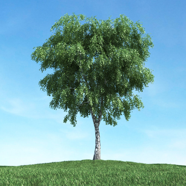 Archmodels vol 117 - Realistic Tree Collection