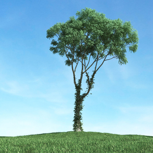 Archmodels vol 117 - Realistic Tree Collection
