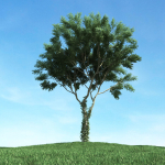 Archmodels vol 117 - Realistic Tree Collection