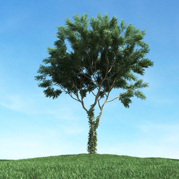Archmodels vol 117 - Realistic Tree Collection
