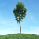Archmodels vol 117 - Realistic Tree Collection