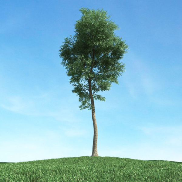 Archmodels vol 117 - Realistic Tree Collection