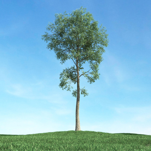 Archmodels vol 117 - Realistic Tree Collection