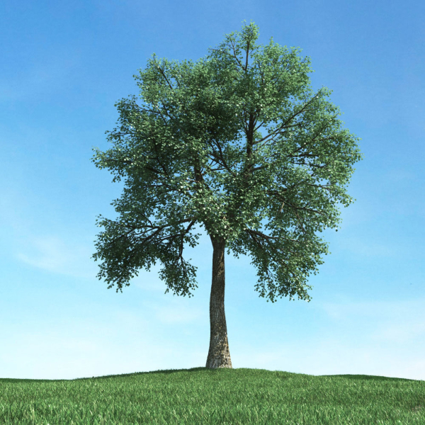 Archmodels vol 117 - Realistic Tree Collection
