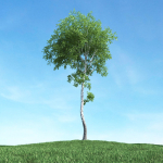 Archmodels vol 117 - Realistic Tree Collection